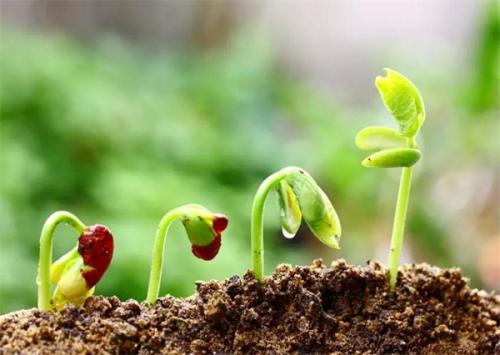 土壤肥料養(yǎng)分檢測(cè)儀 土壤肥料養(yǎng)分檢測(cè)儀