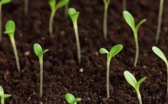 土壤養(yǎng)分速測儀的使用助力農作物增產(chǎn)